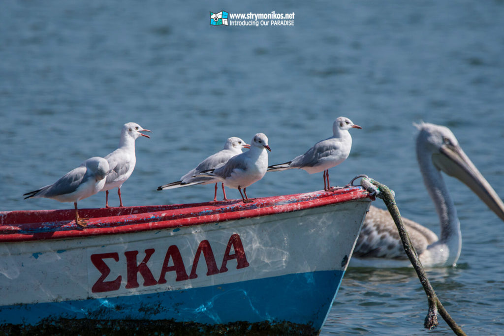 Birdwatching at Lake Volvi 