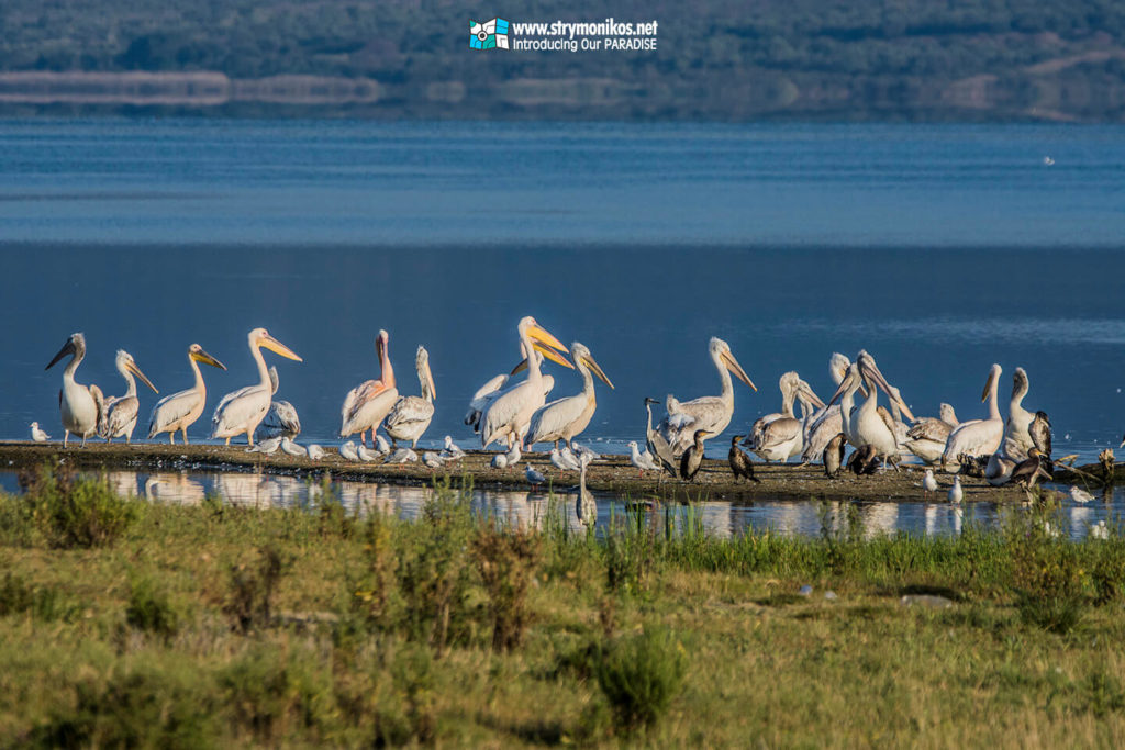 Birdwatching at Lake Volvi 