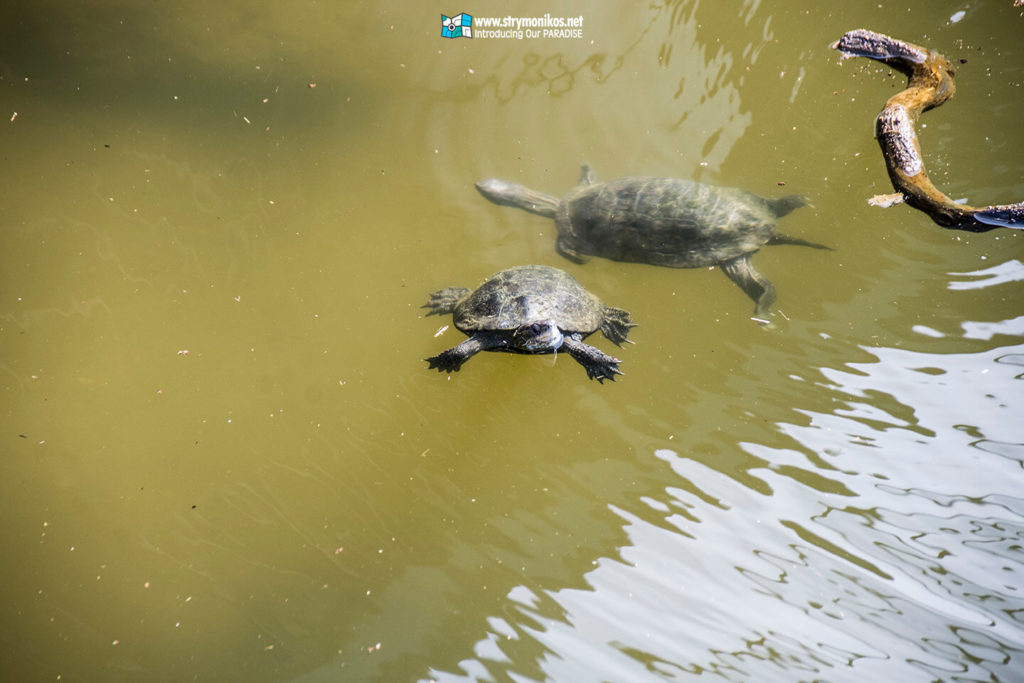 Discover more than 100 turtles in the little lake of Vrasna Beach